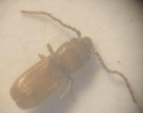 Cryptolestes sp.